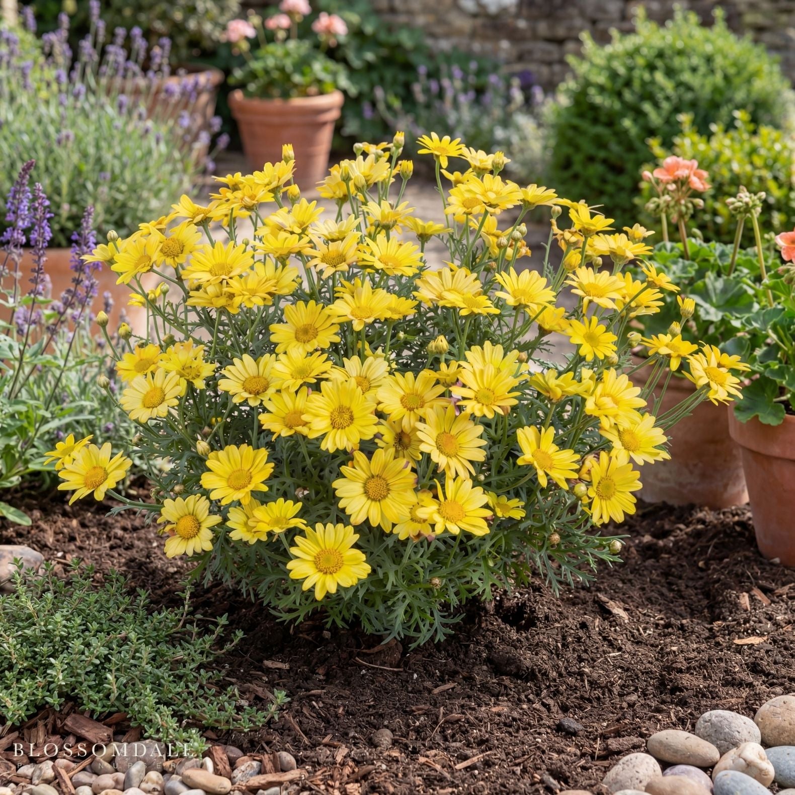 Marguerite Daisy 'Angelic Sunny Spring'