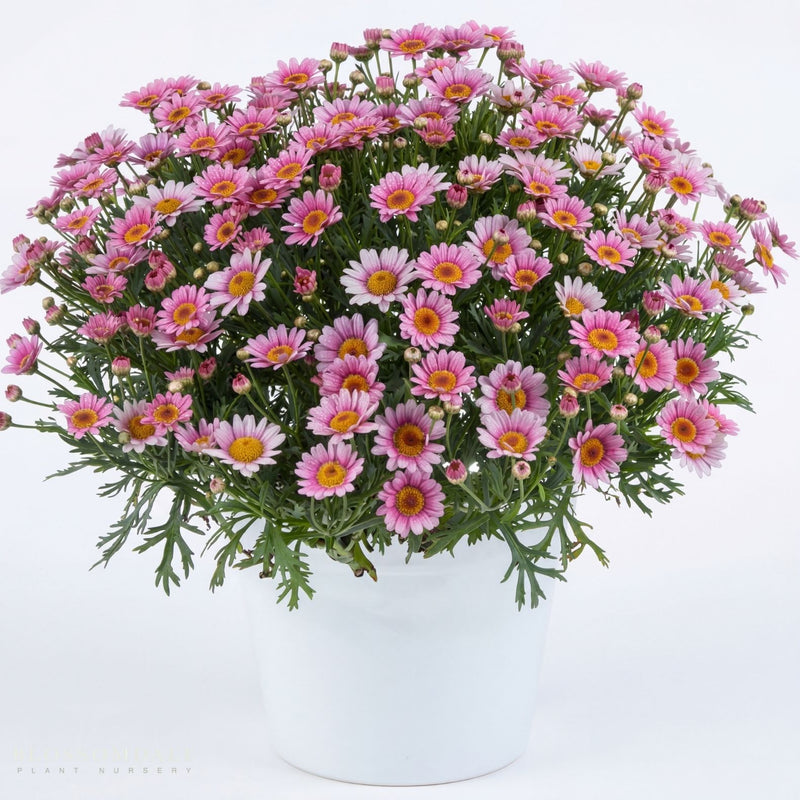 Marguerite Daisy 'Lollies Marshmallow'