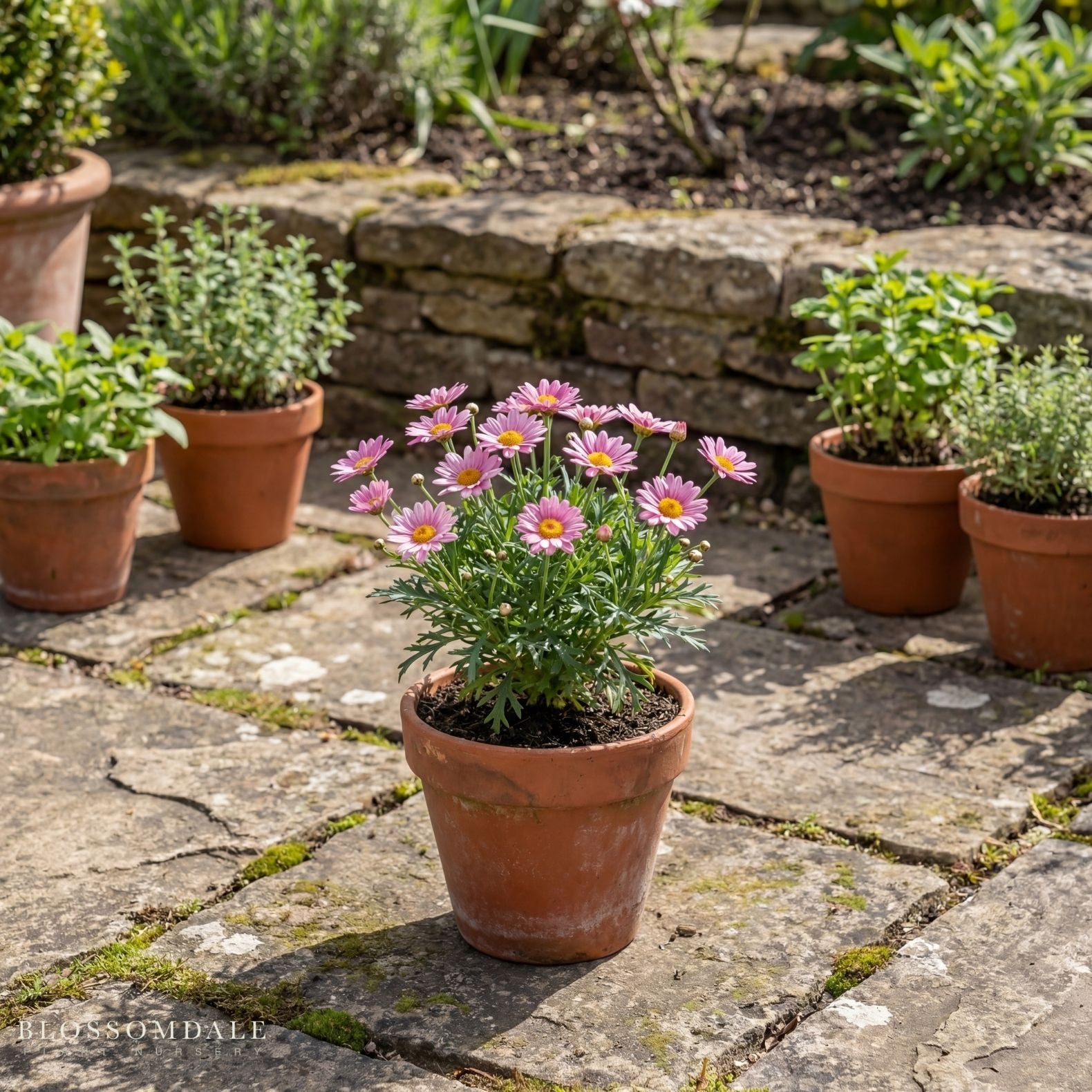 Marguerite Daisy 'Lollies Marshmallow'