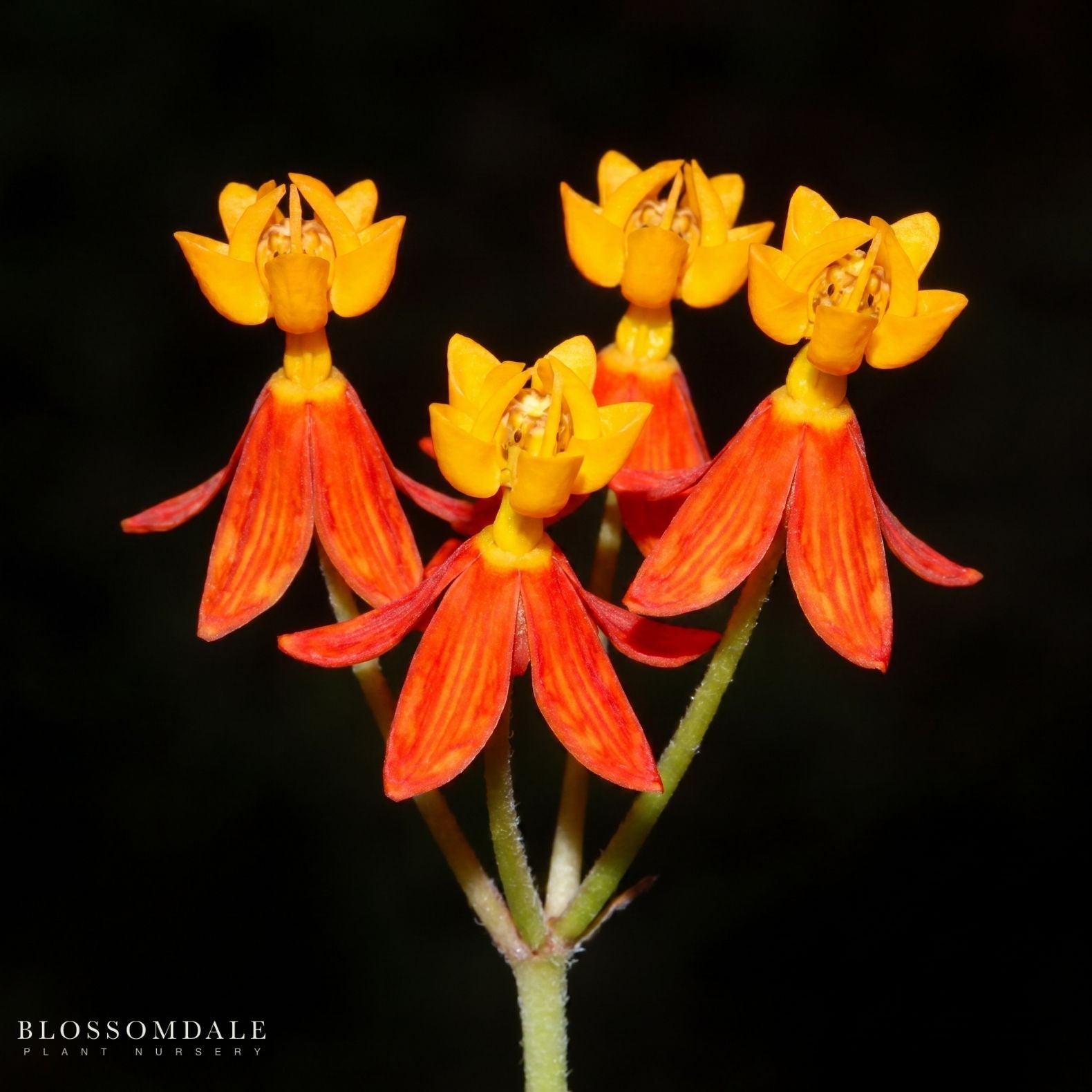 Silky Deep Red Milkweed