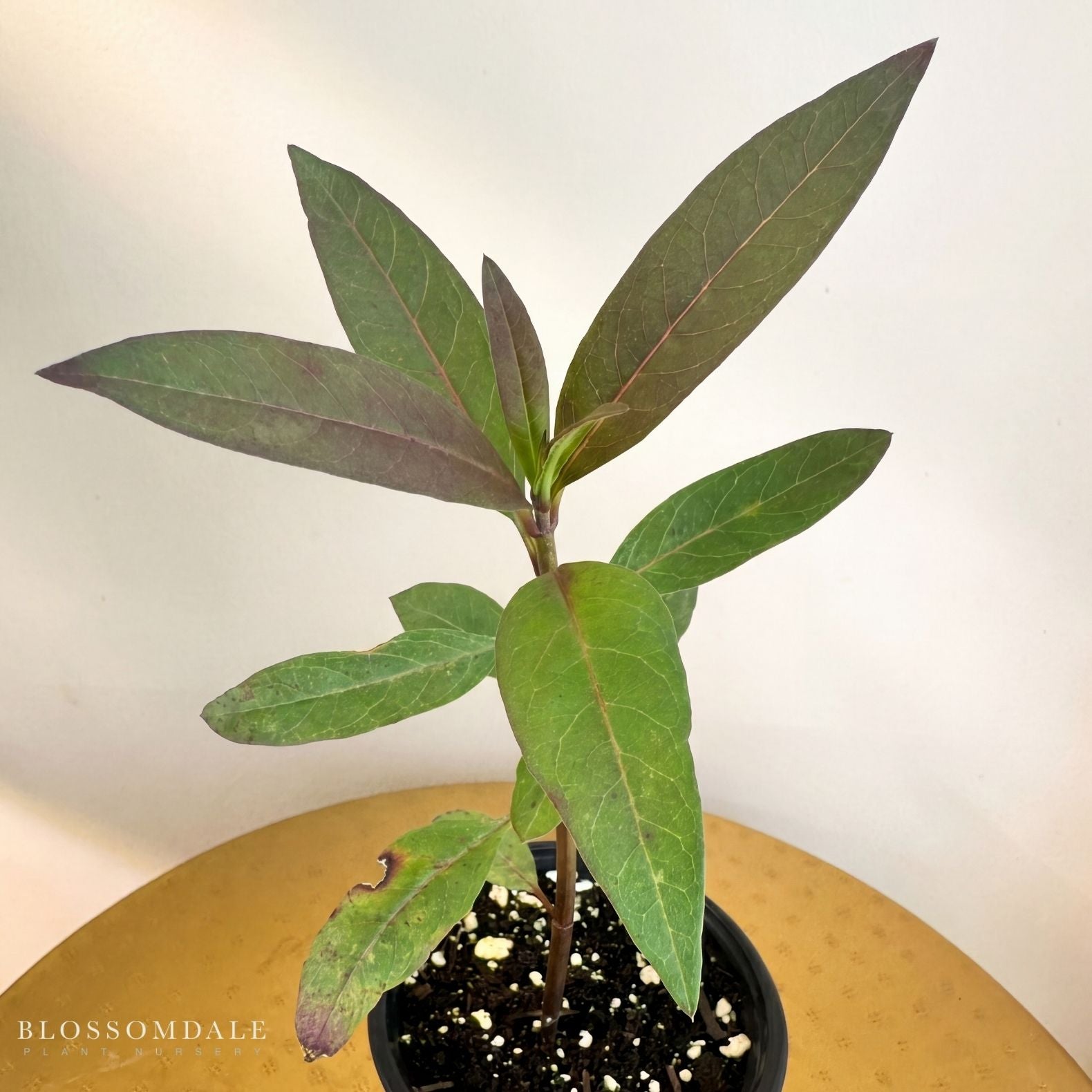Silky Deep Red Milkweed