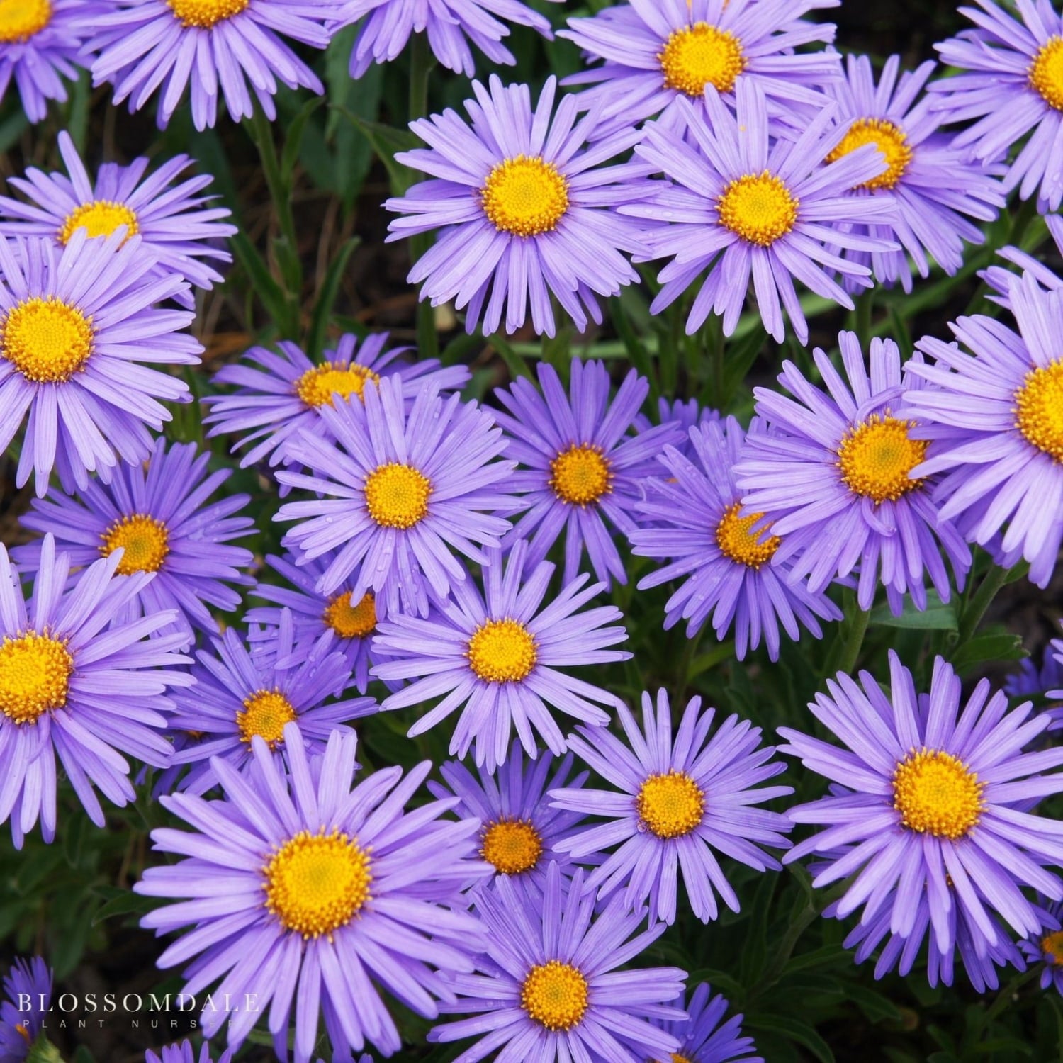 Aster 'Kickin Lilac Blue' or New England Aster in full bloom is a perennial plant with vibrant lilac-blue daisy flowers and golden centers, perfect for pollinator gardens.