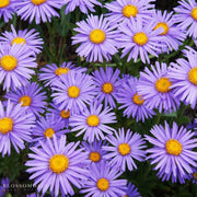 Aster 'Kickin Lilac Blue' or New England Aster in full bloom is a perennial plant with vibrant lilac-blue daisy flowers and golden centers, perfect for pollinator gardens.