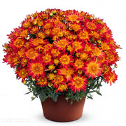 Yoder Mum