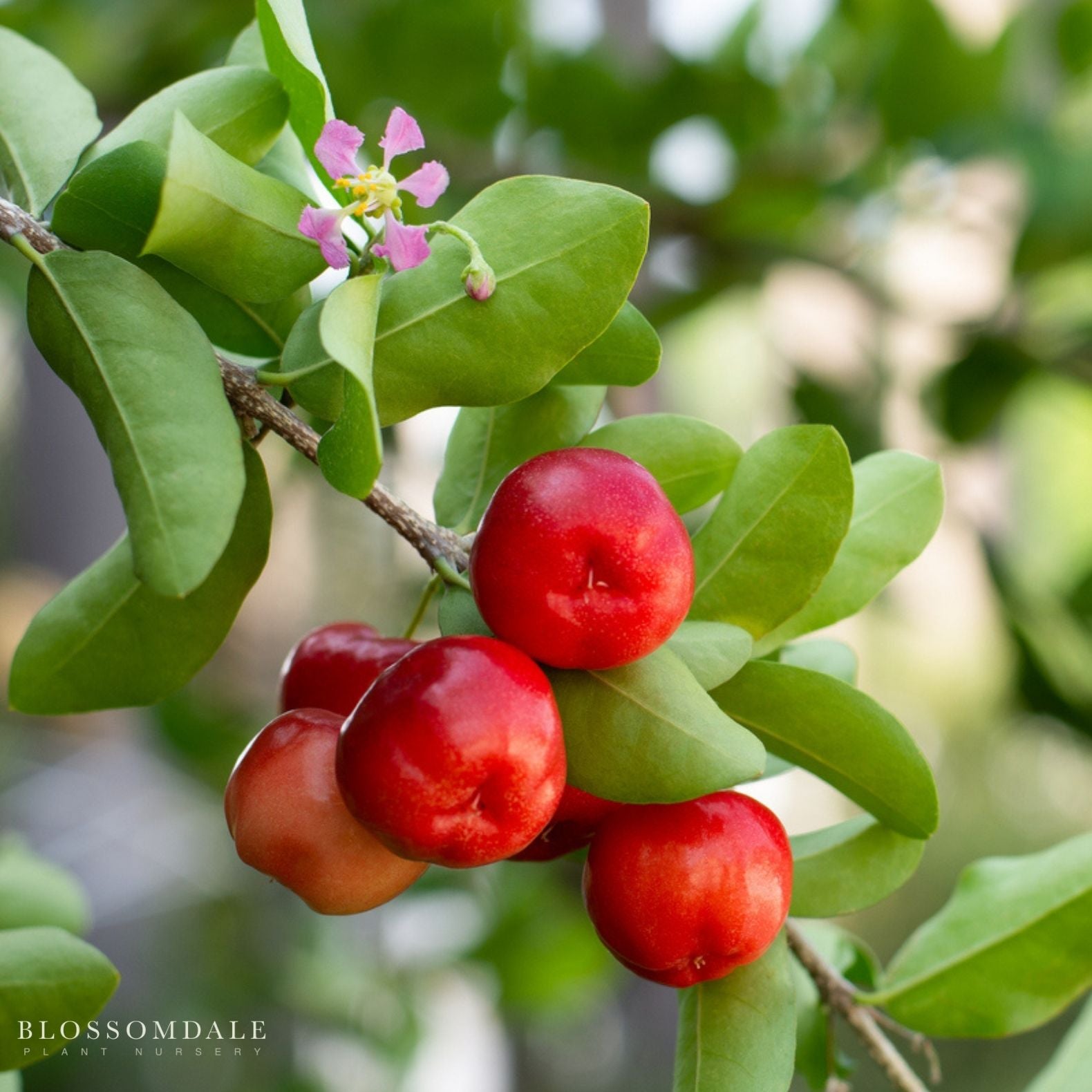 Barbados Cherry (Acerola)