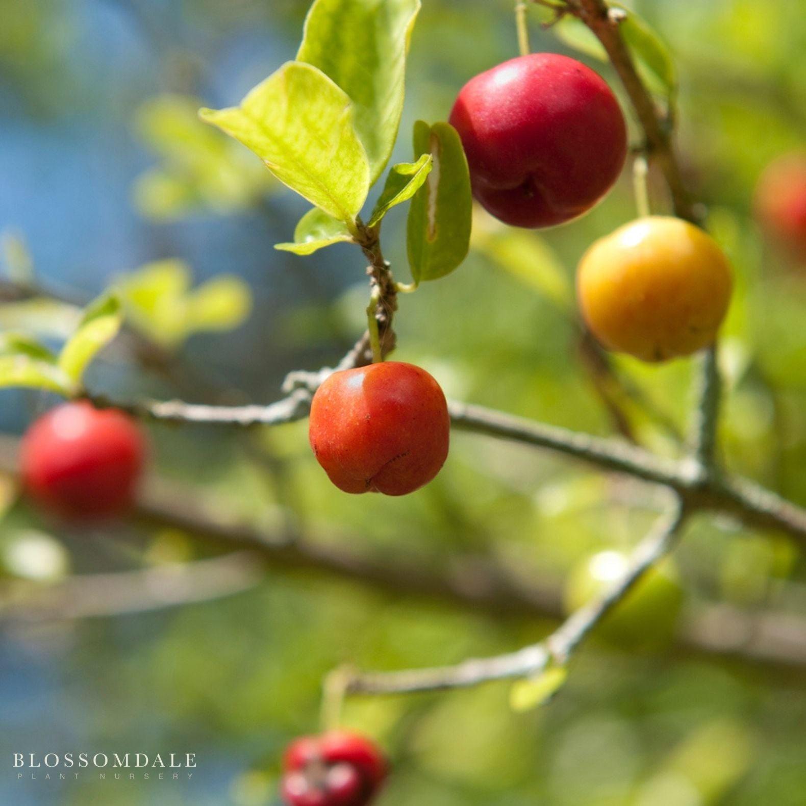 Barbados Cherry (Acerola)