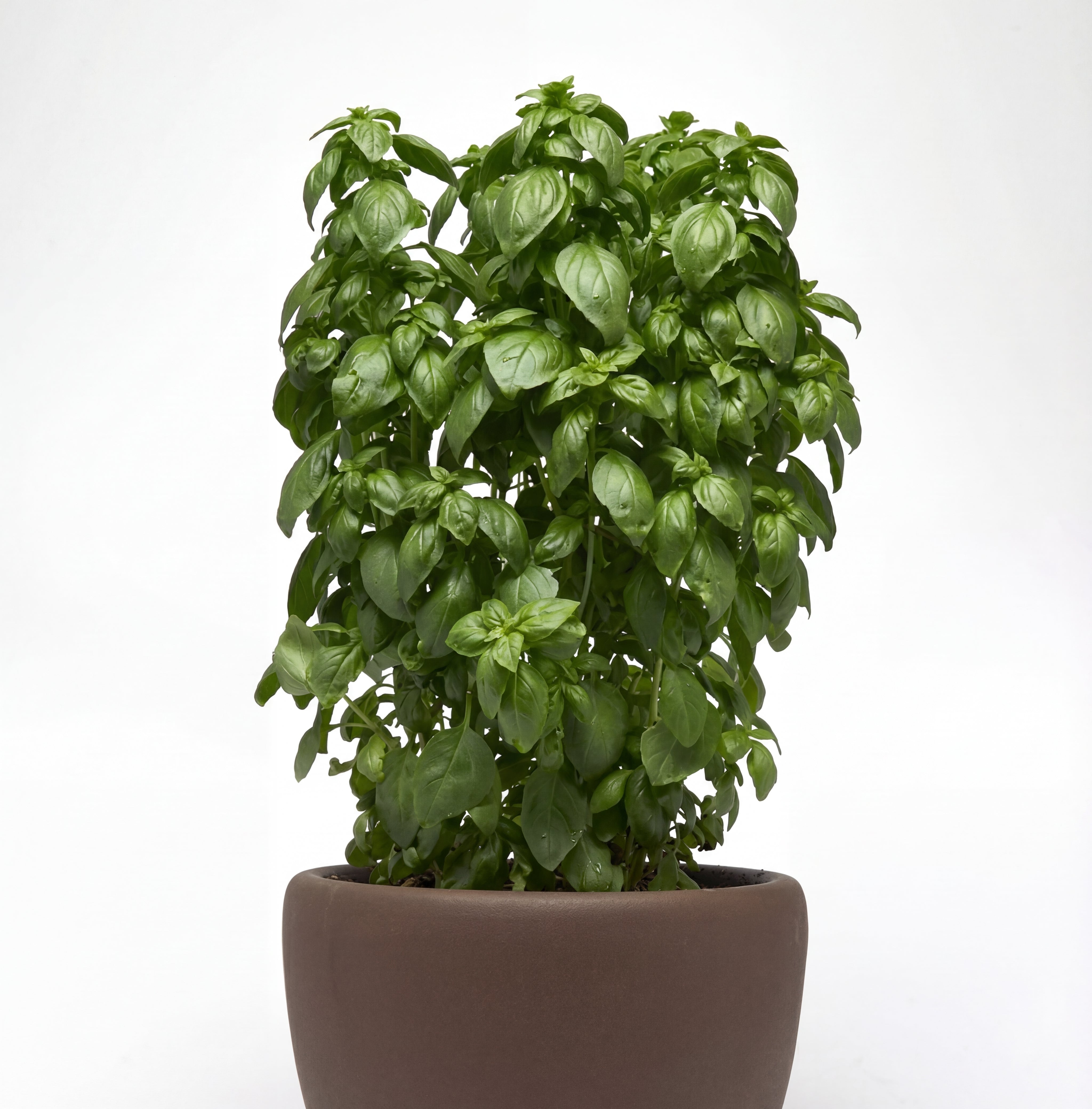 Everleaf Emerald Towers Basil Seeds