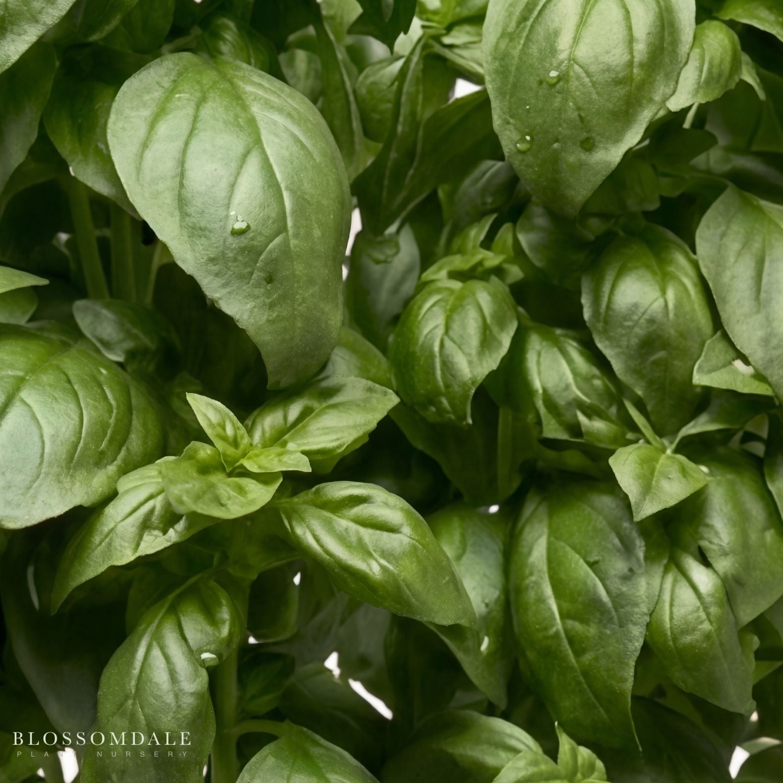Everleaf Emerald Towers Basil Seeds