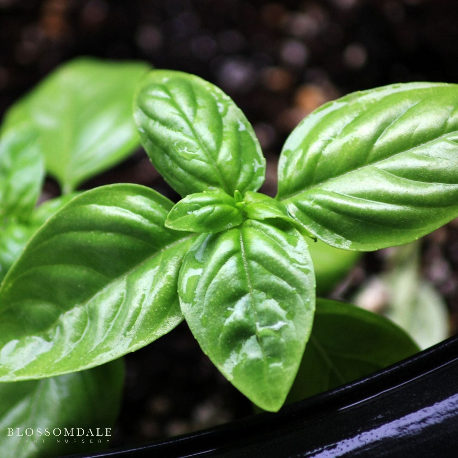 Genovese Basil Seeds