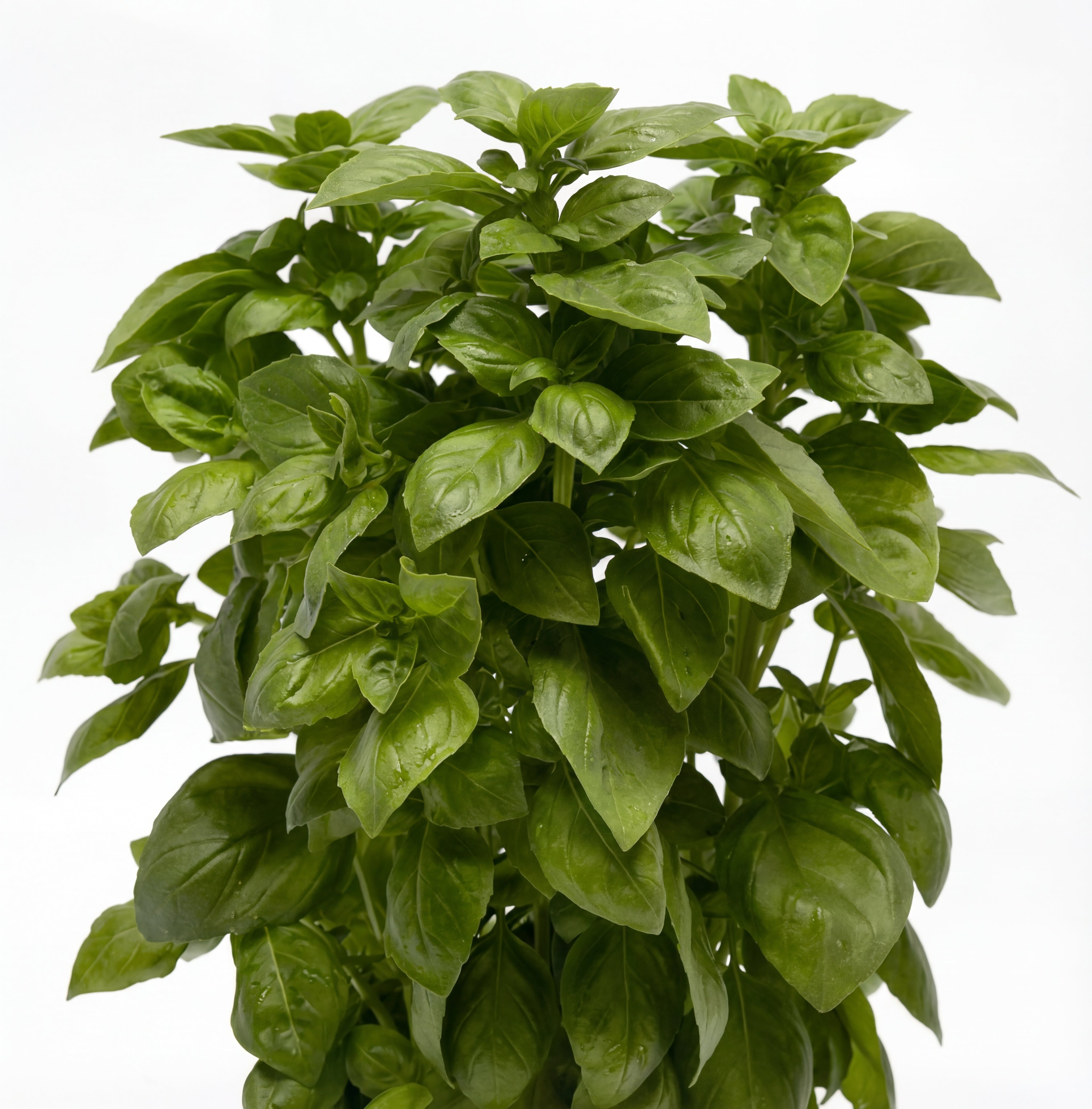 Genovese Basil Seeds