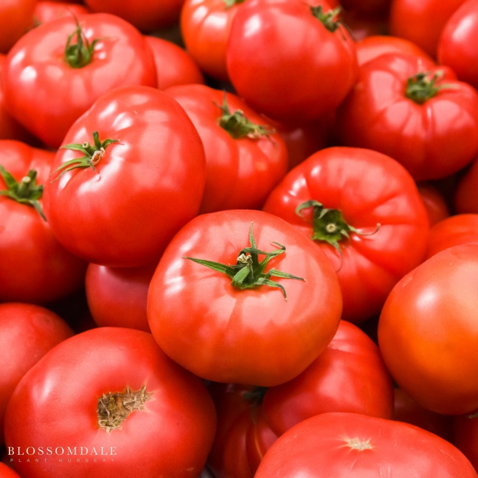 Beefsteak Tomato Seeds