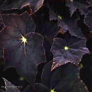 Begonia 'Black Velvet'