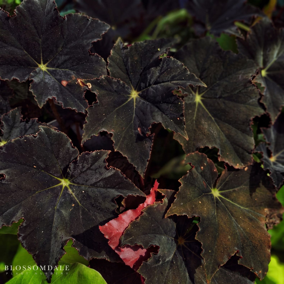 Begonia 'Black Velvet'
