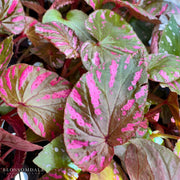 Begonia brevirimosa 'Exotica'