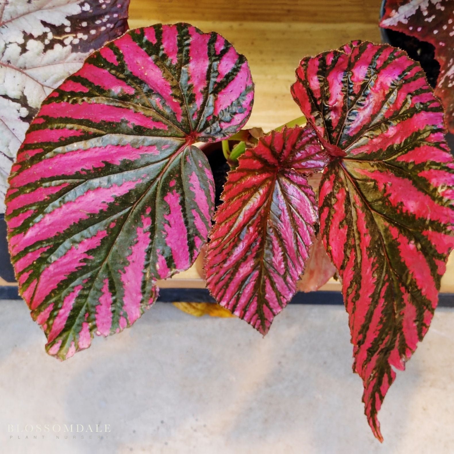 Begonia brevirimosa 'Exotica'