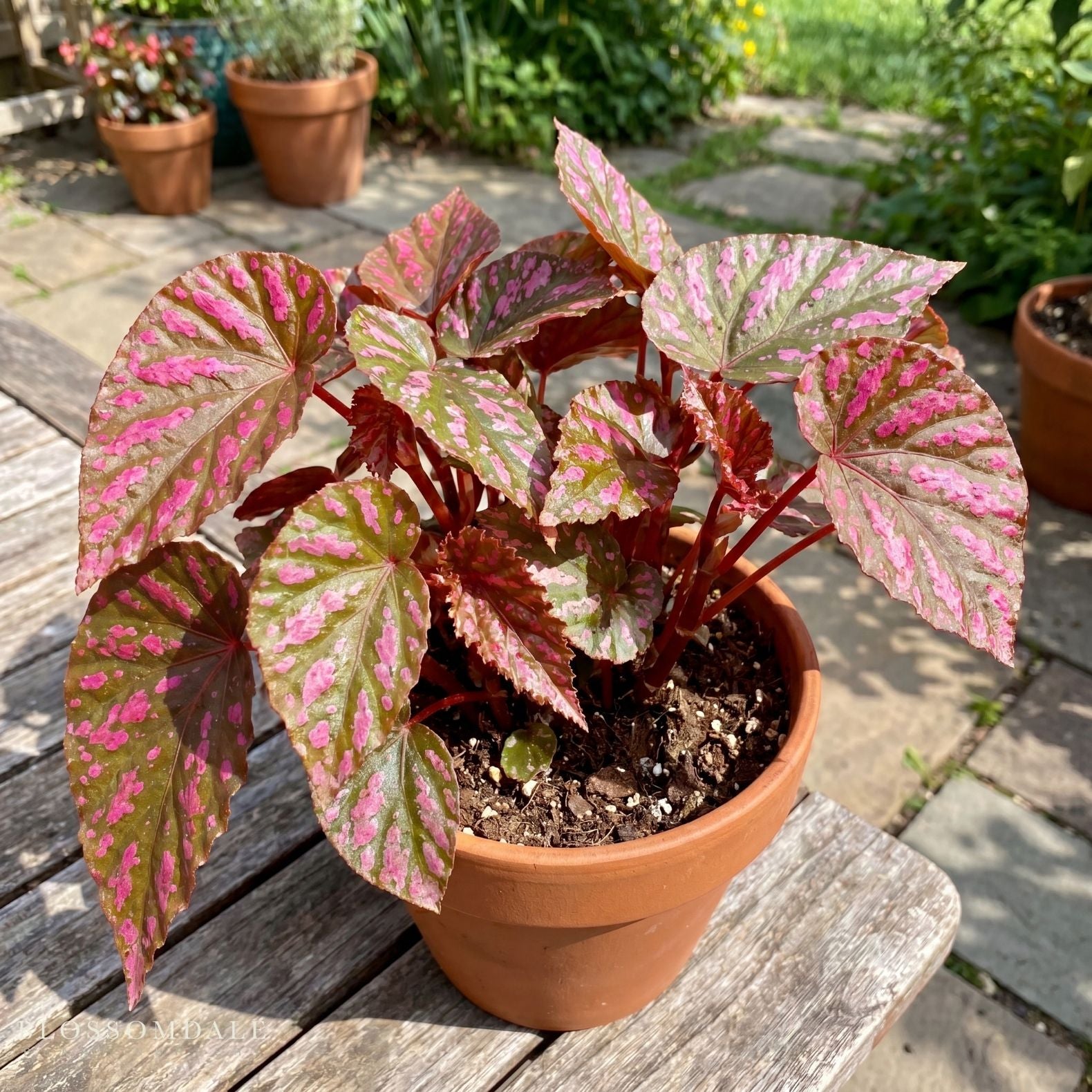 Begonia brevirimosa 'Exotica'