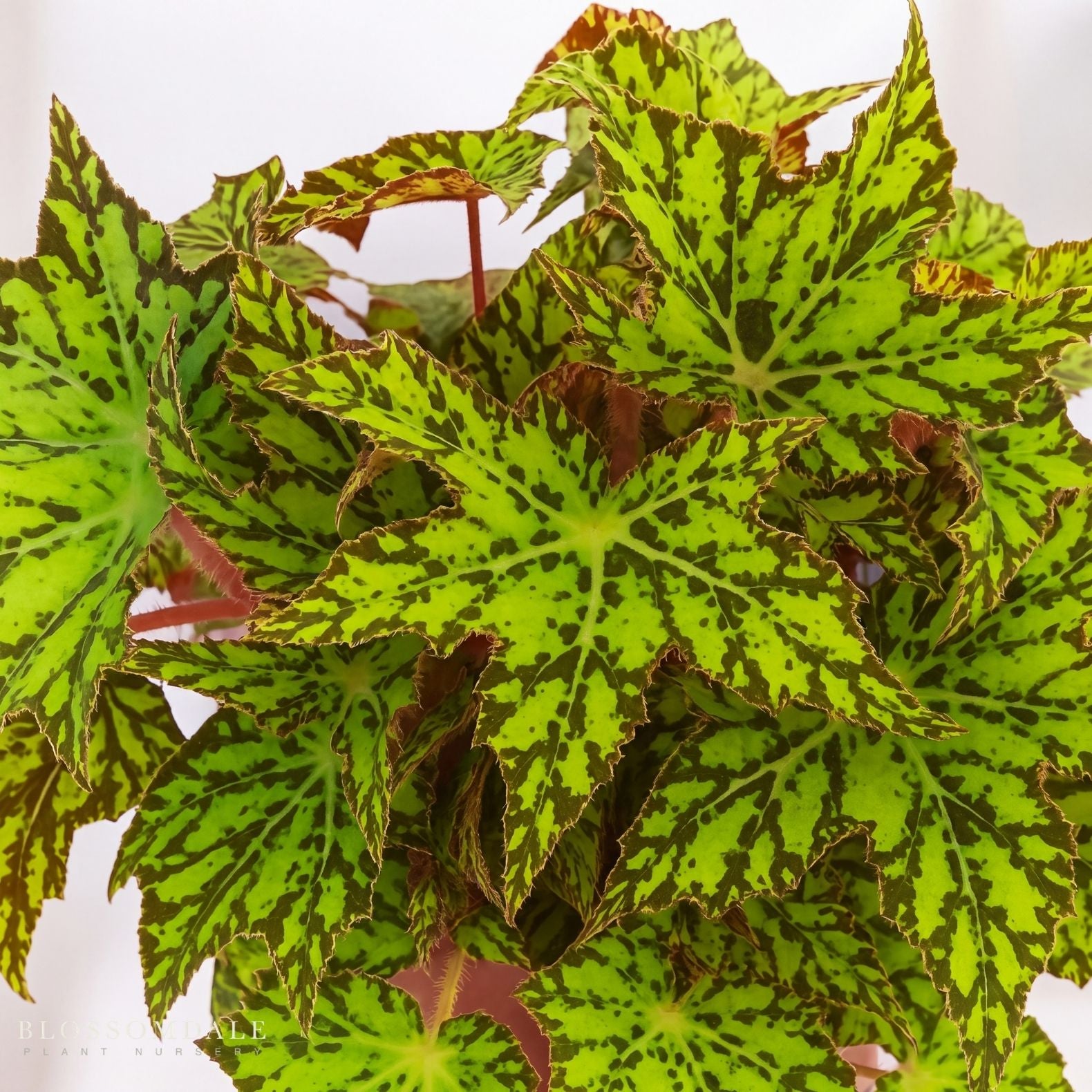 Begonia 'Geometry'