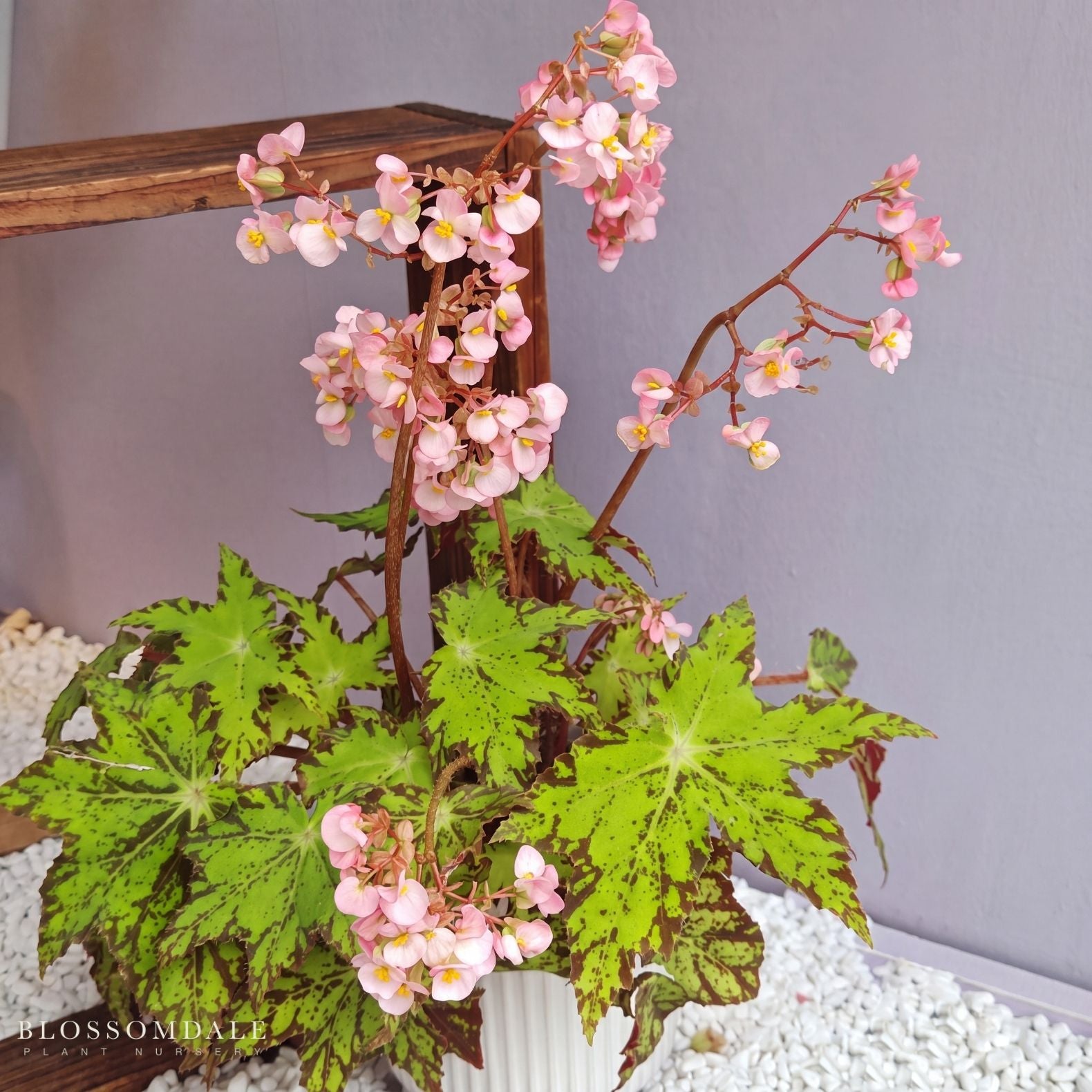Begonia 'Geometry'