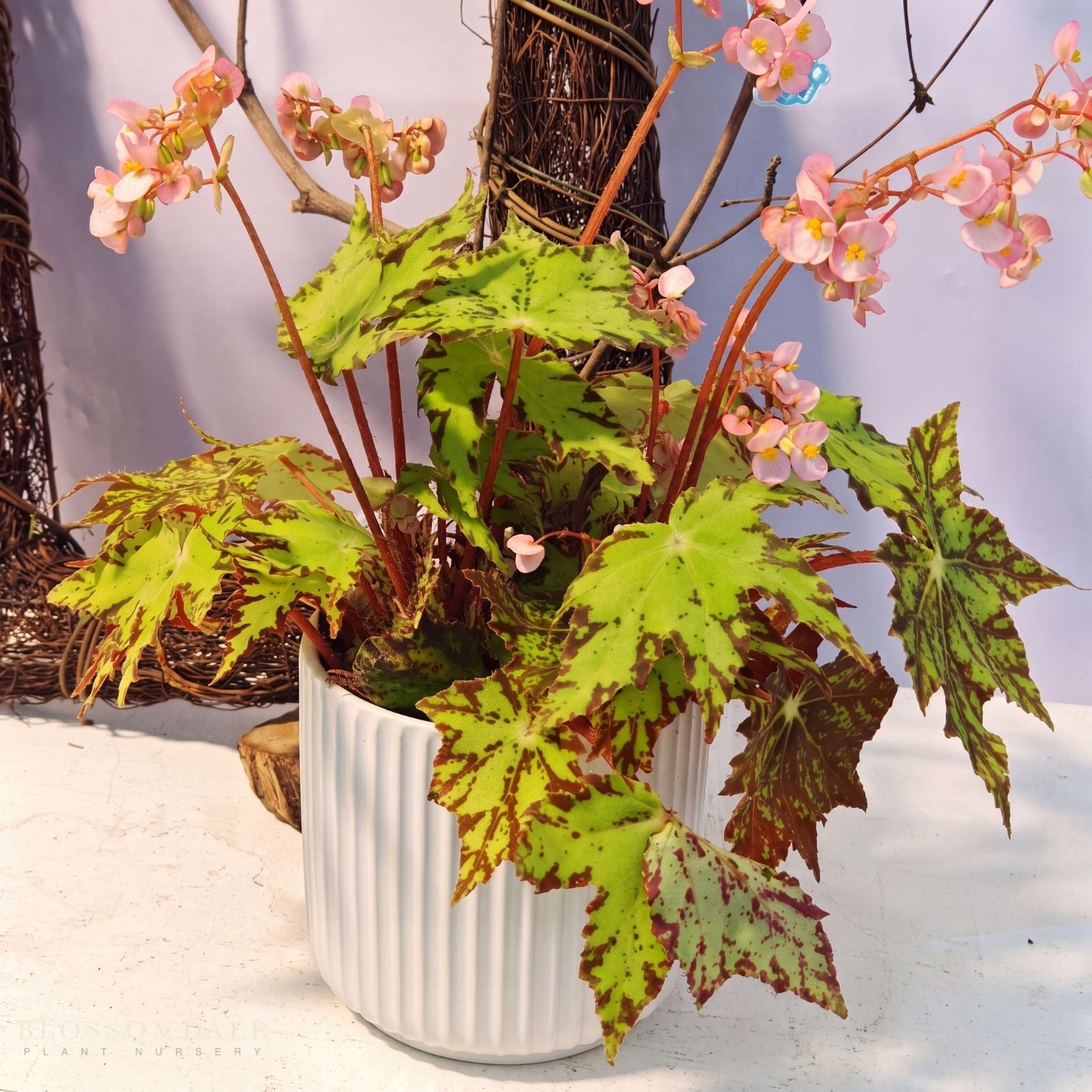 Begonia 'Geometry'