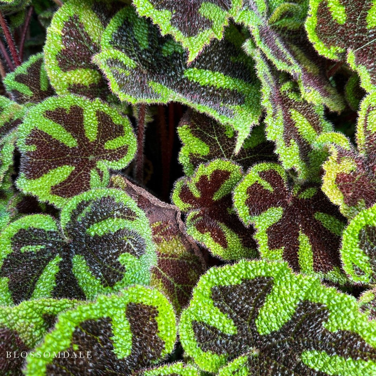 Begonia masoniana "Iron Cross"