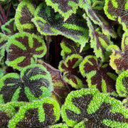 Begonia masoniana "Iron Cross"