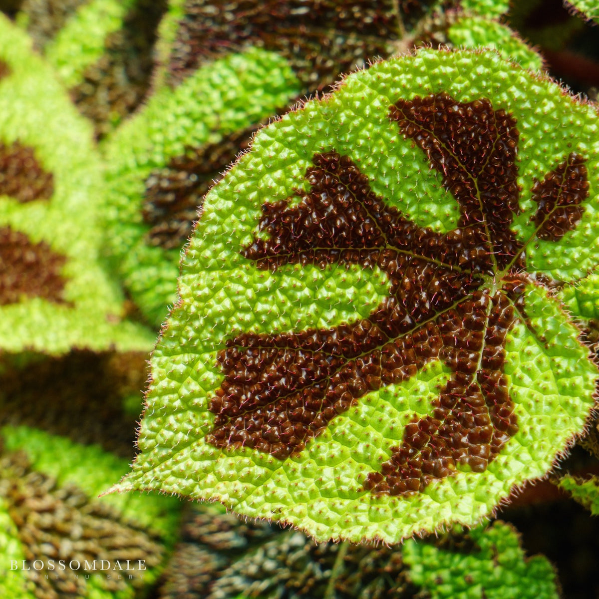 Begonia masoniana "Iron Cross"