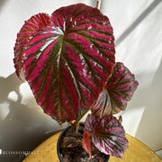 Begonia brevirimosa 'Exotica'