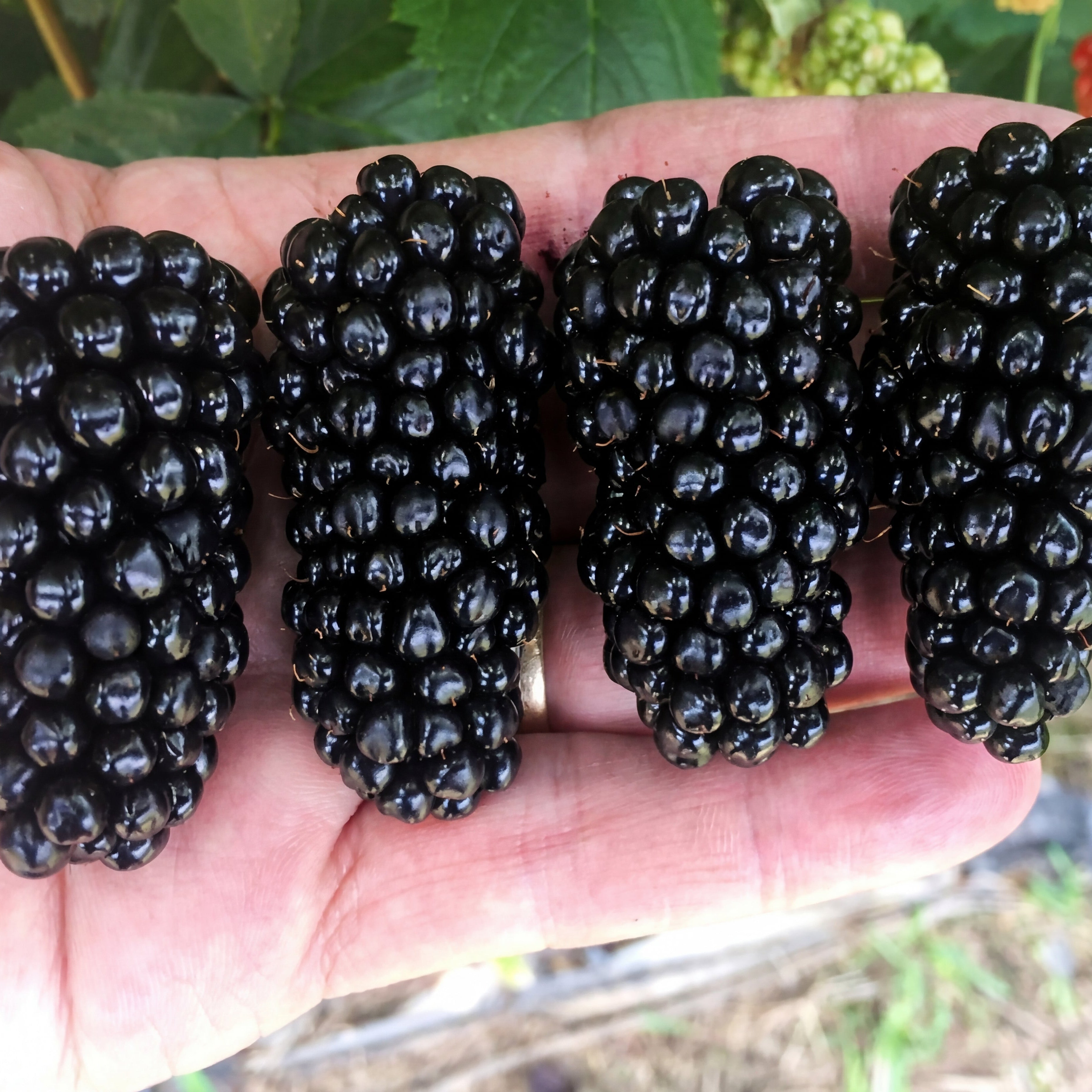 Big Daddy™ Blackberry
