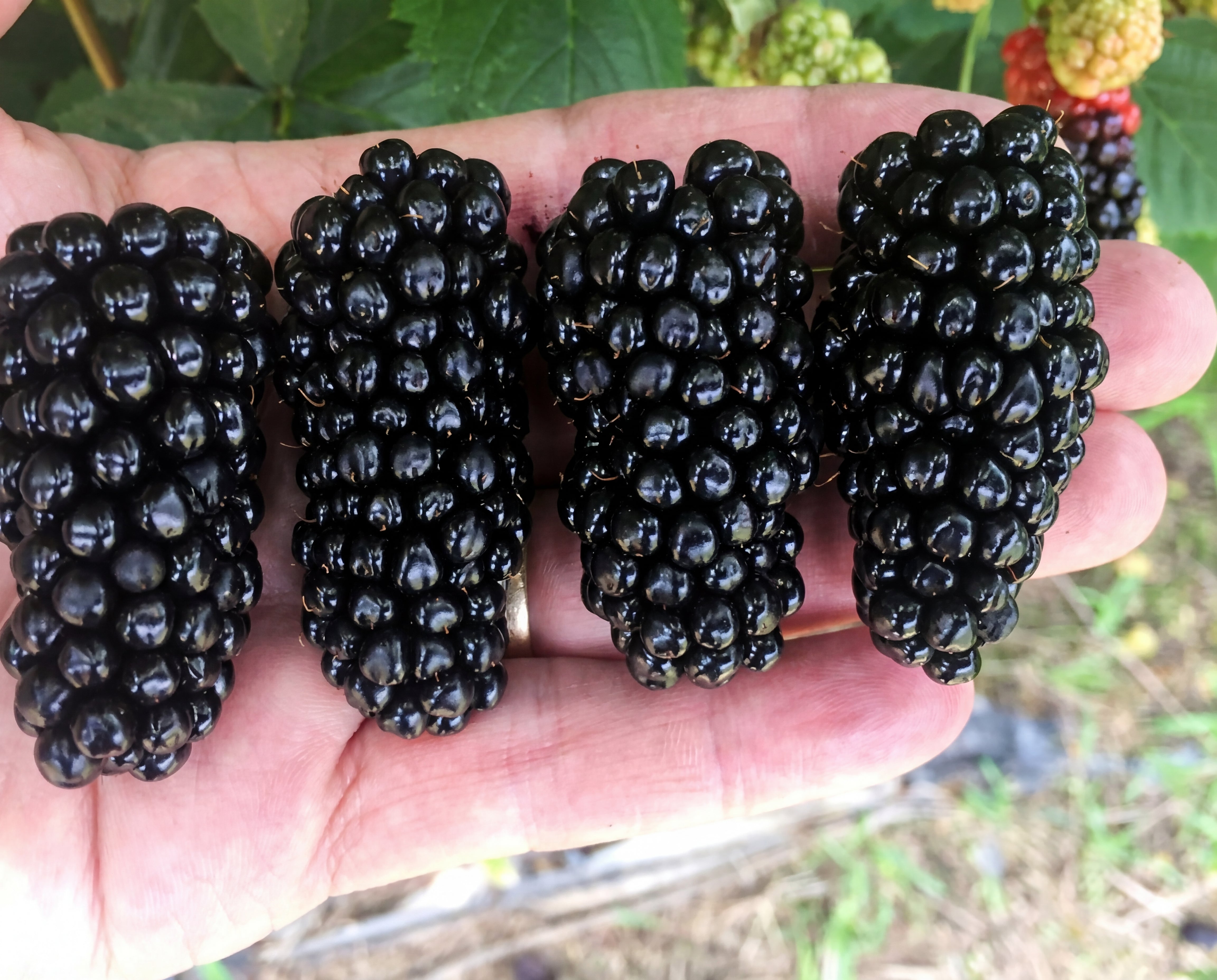 Big Daddy™ Blackberry