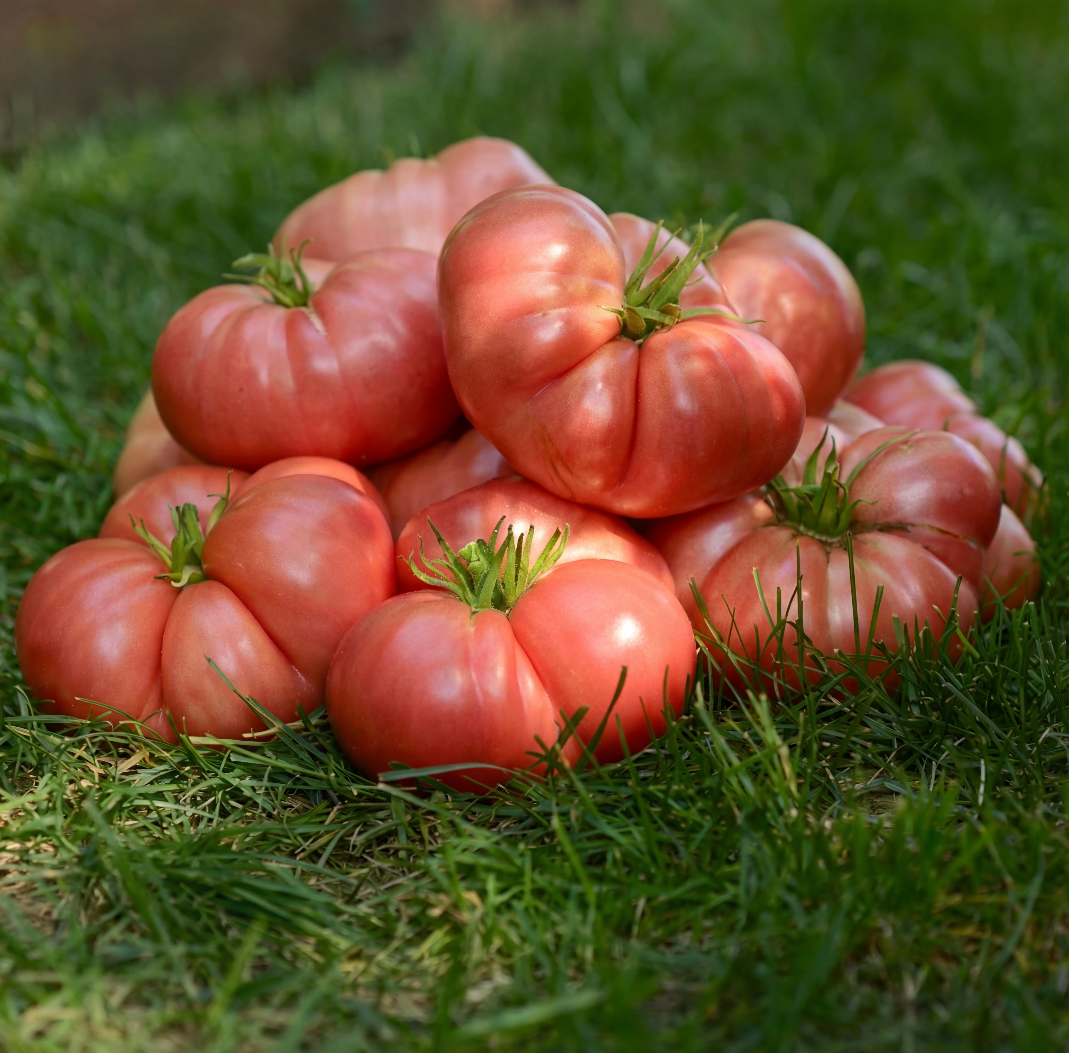 Heirloom Marriage Big Brandy Tomato Seeds