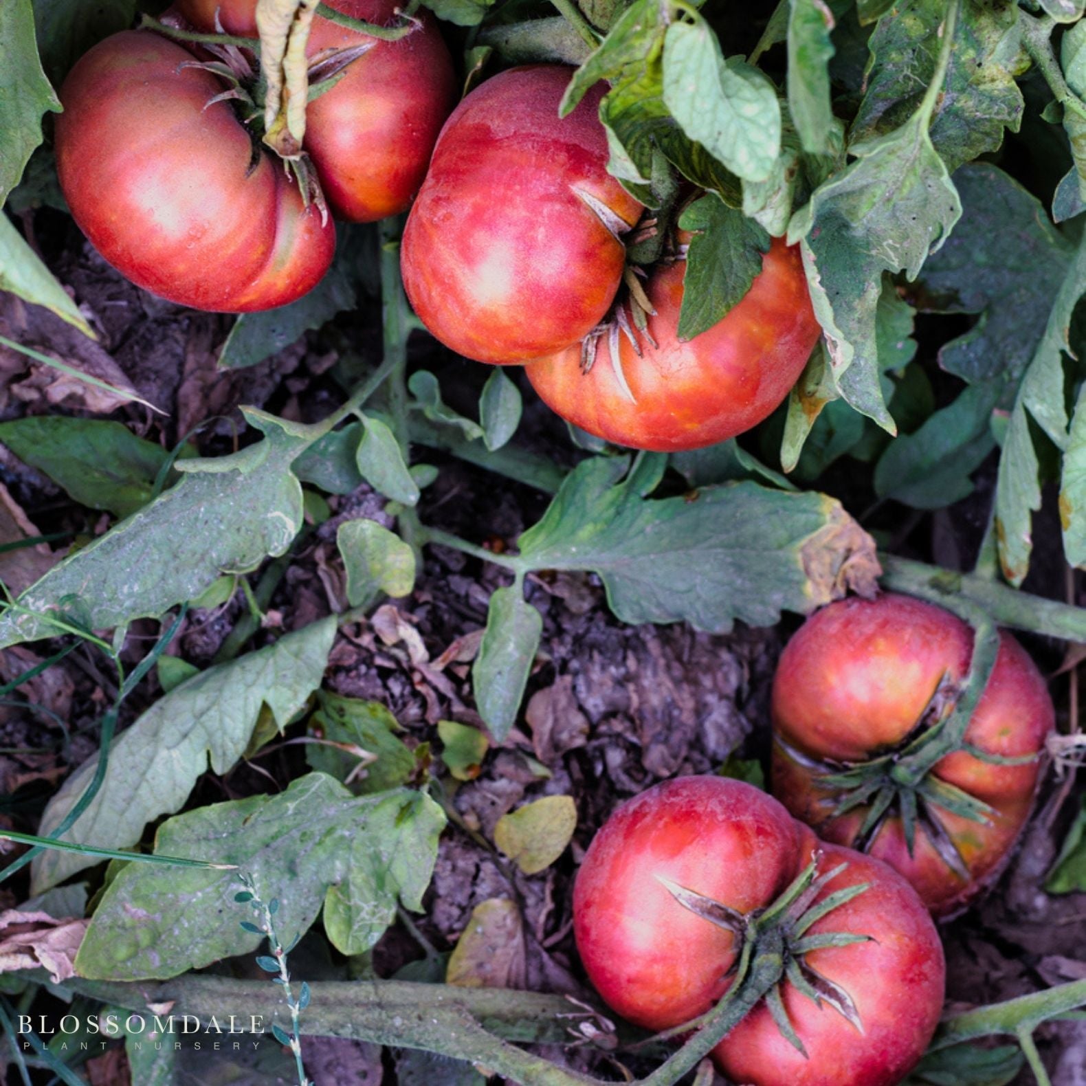 Heirloom Marriage Big Brandy Tomato Seeds