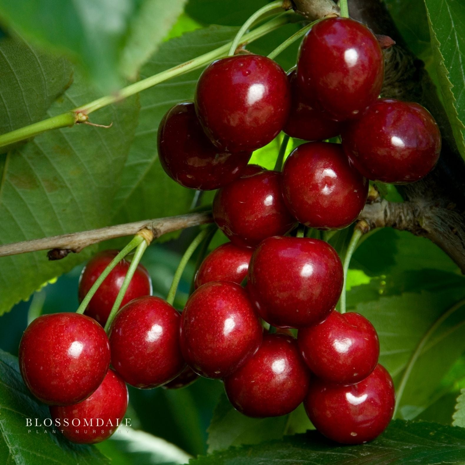 Semi Dwarf 4-in-1 Cherry Tree (Rainer, Bing, Utah Giant and Van)