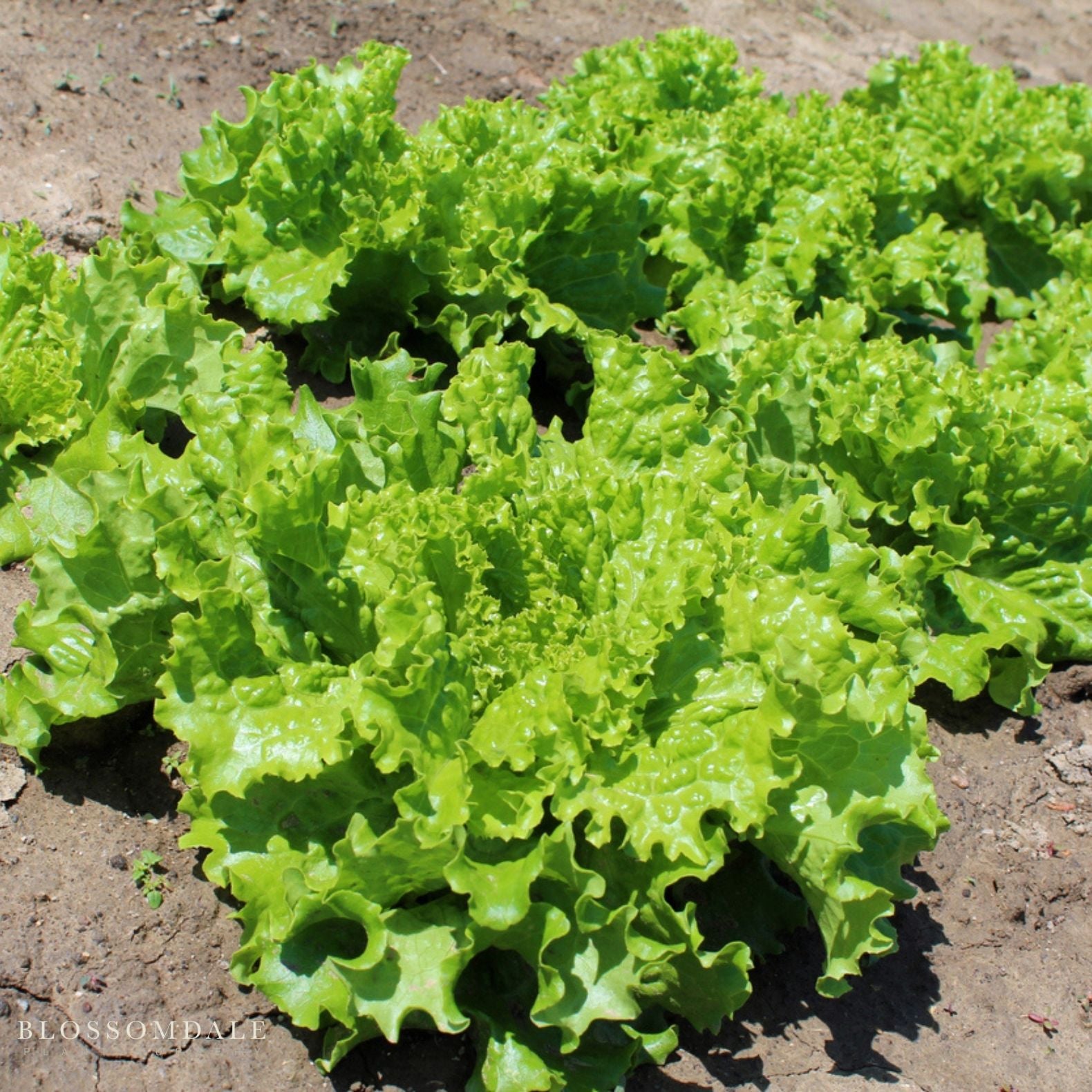 Black Seeded Simpson Lettuce Seeds