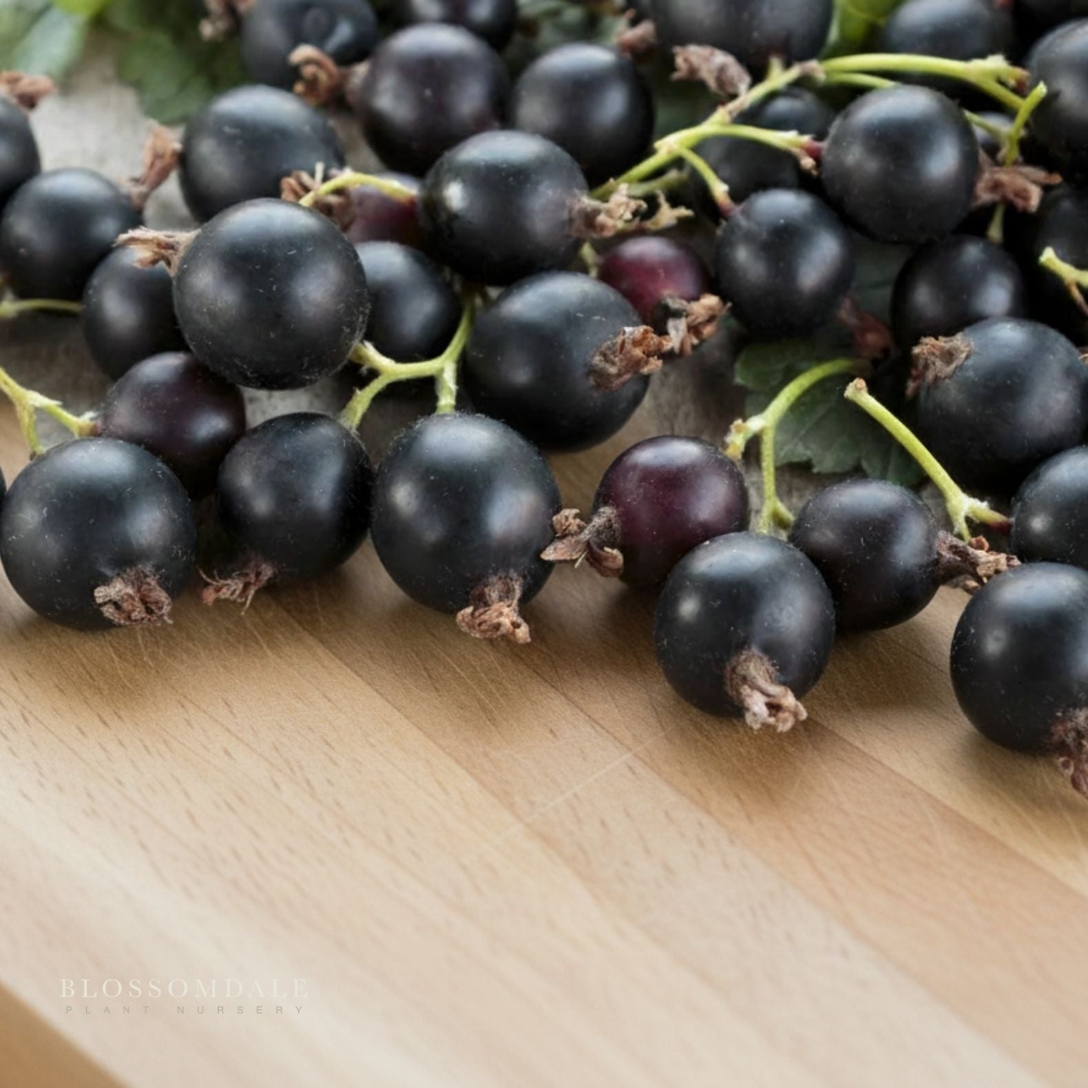 Black Velvet Gooseberry Shrub