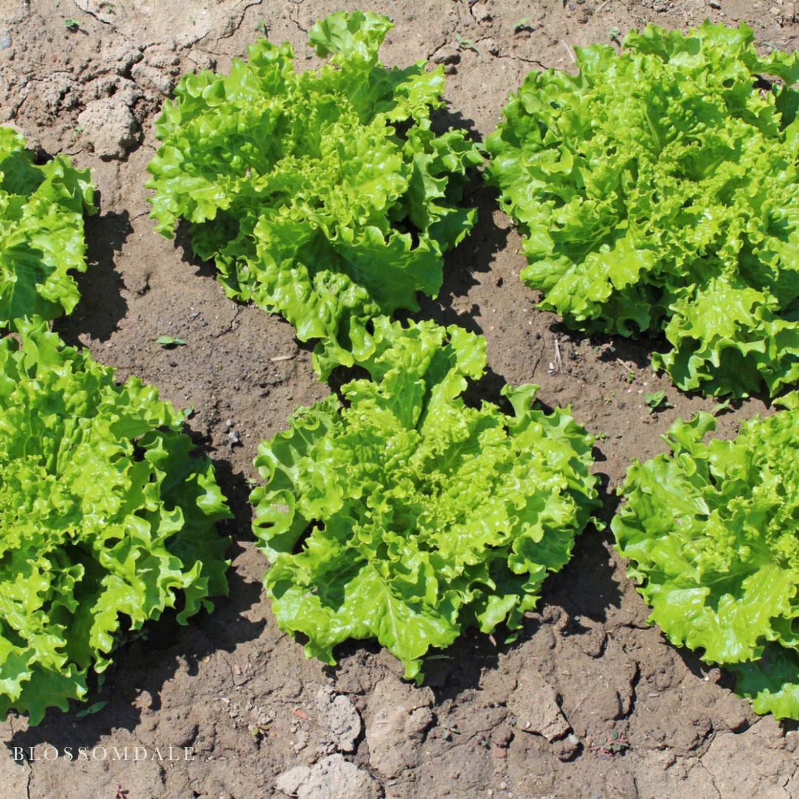 planting black seeded simpson lettuce Black Seeded Simpson Lettuce Seeds