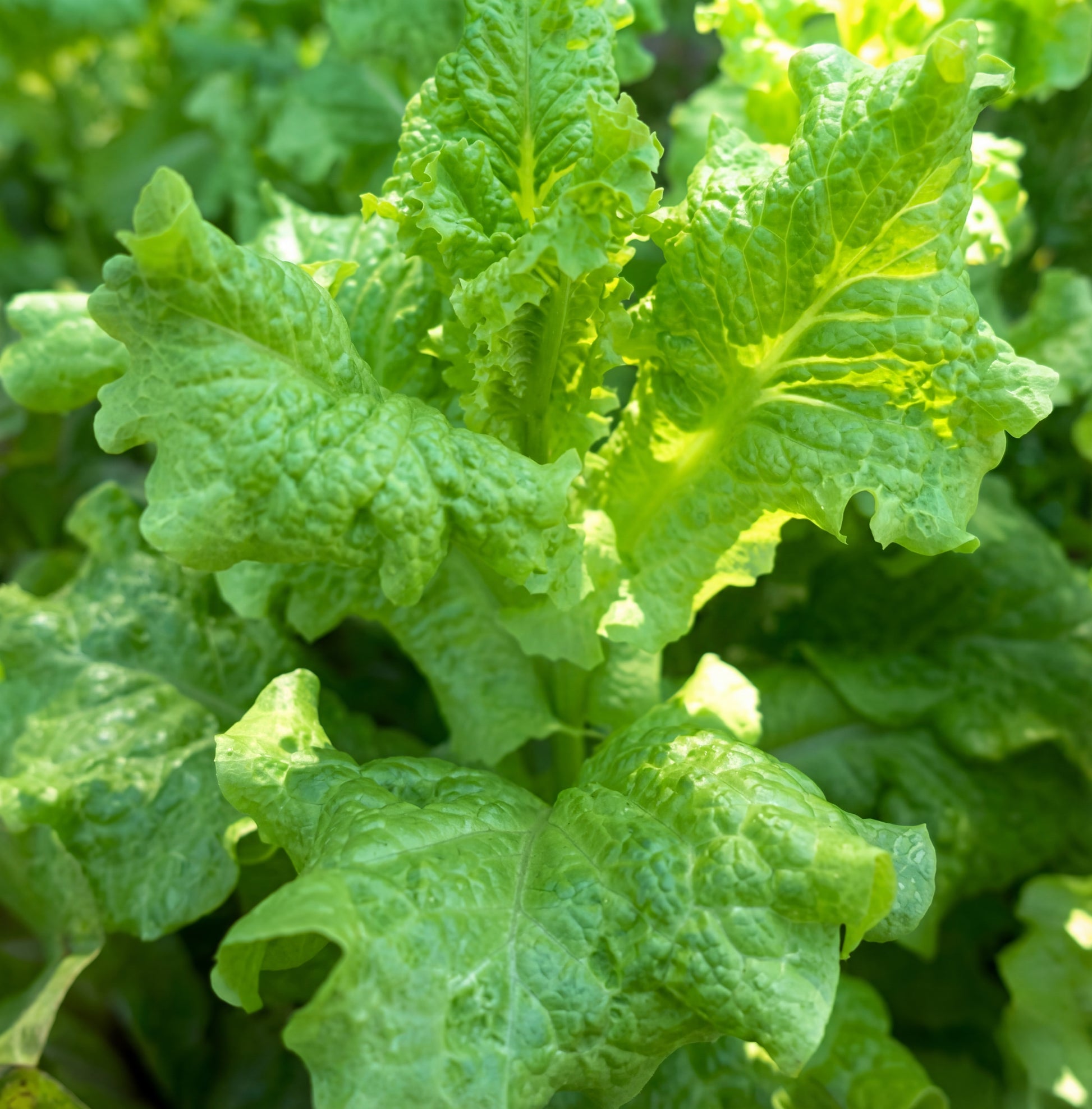 planting black seeded simpson lettuce Black Seeded Simpson Lettuce Seeds