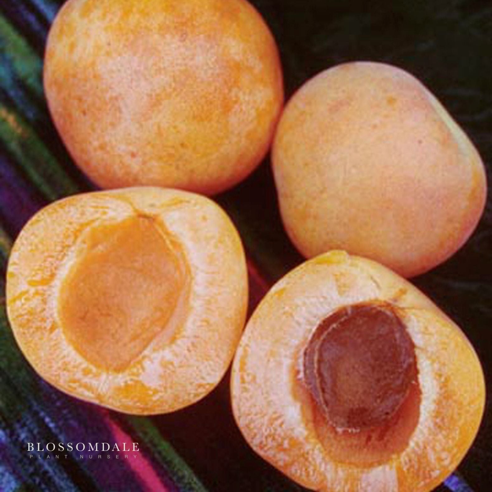 Semi Dwarf 4-in-1 Apricot Tree (Tomcot, Katy, Blenheim, Flavor Delight or Royal Rosa)
