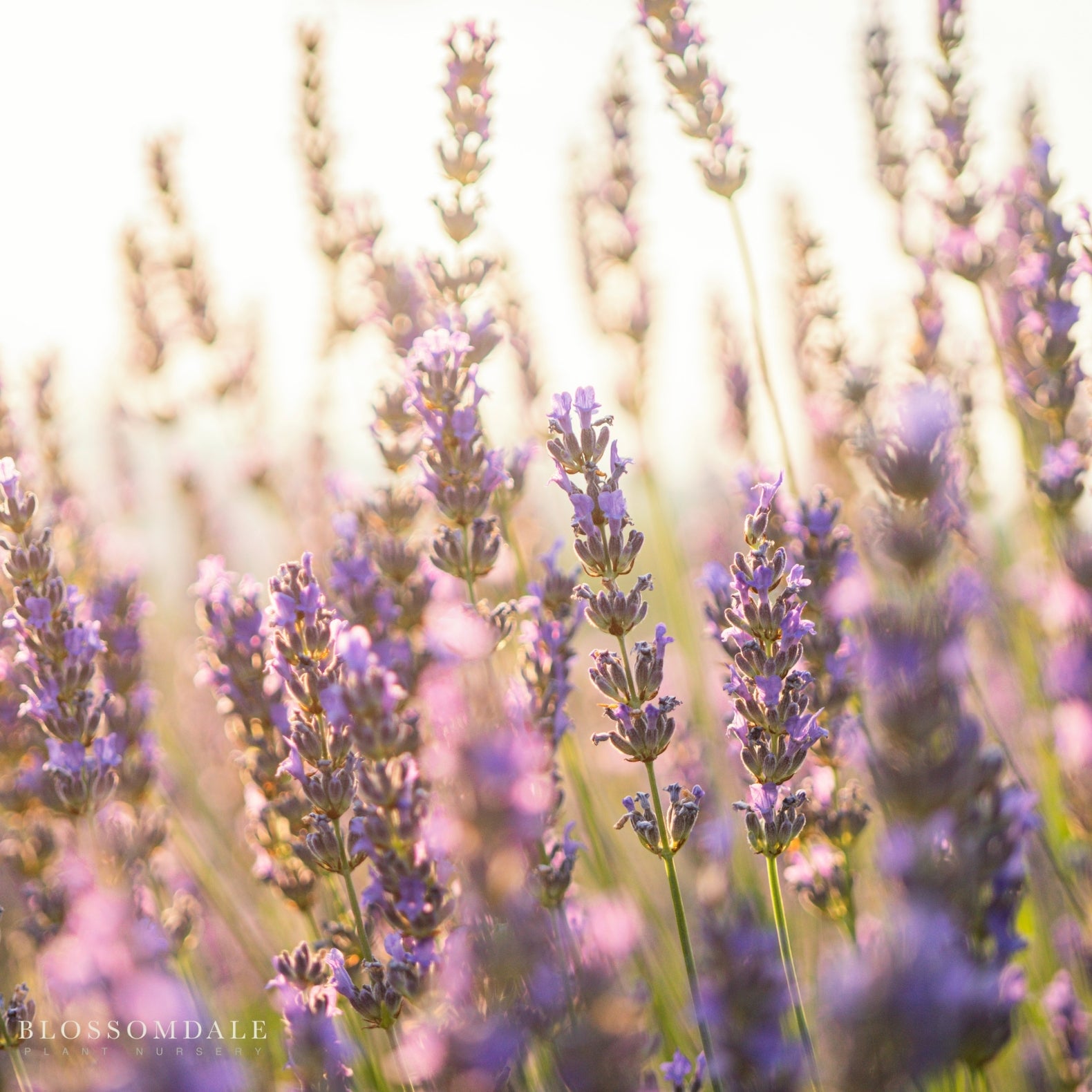 Meerlo Lavender