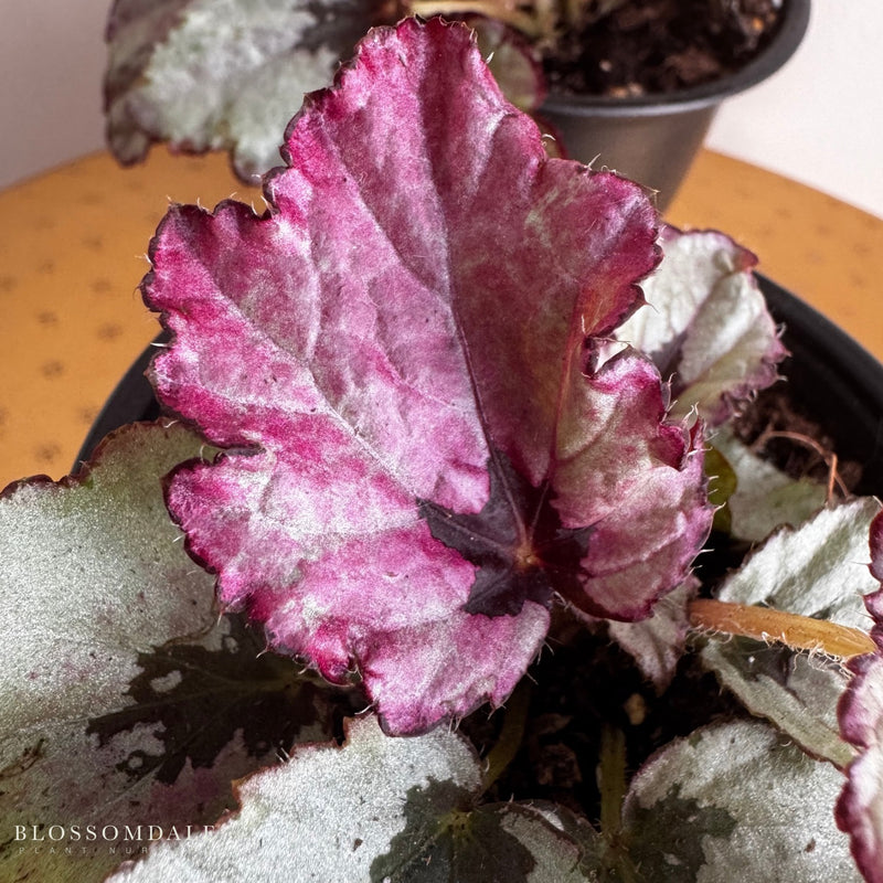 Begonia 'Red Slippers'