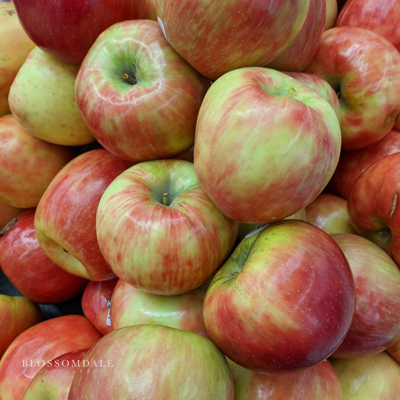 Dwarf Jonagold Apple Tree