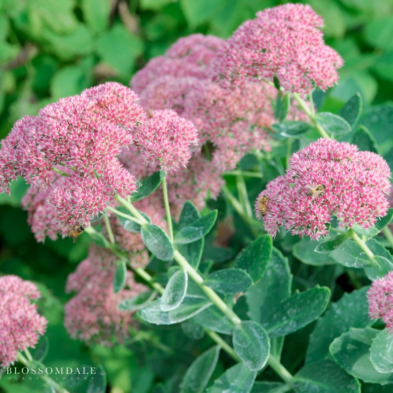 Sedum 'Autumn Joy'