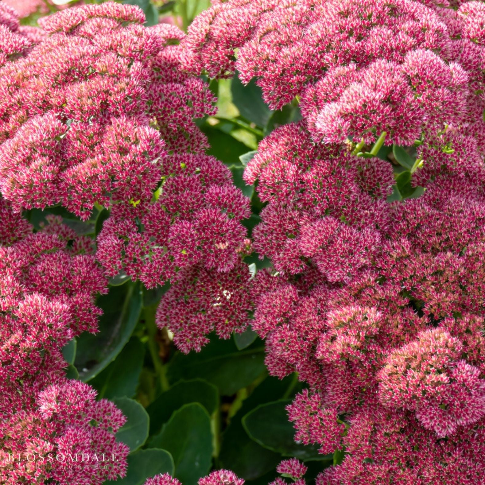 Sedum 'Autumn Joy'