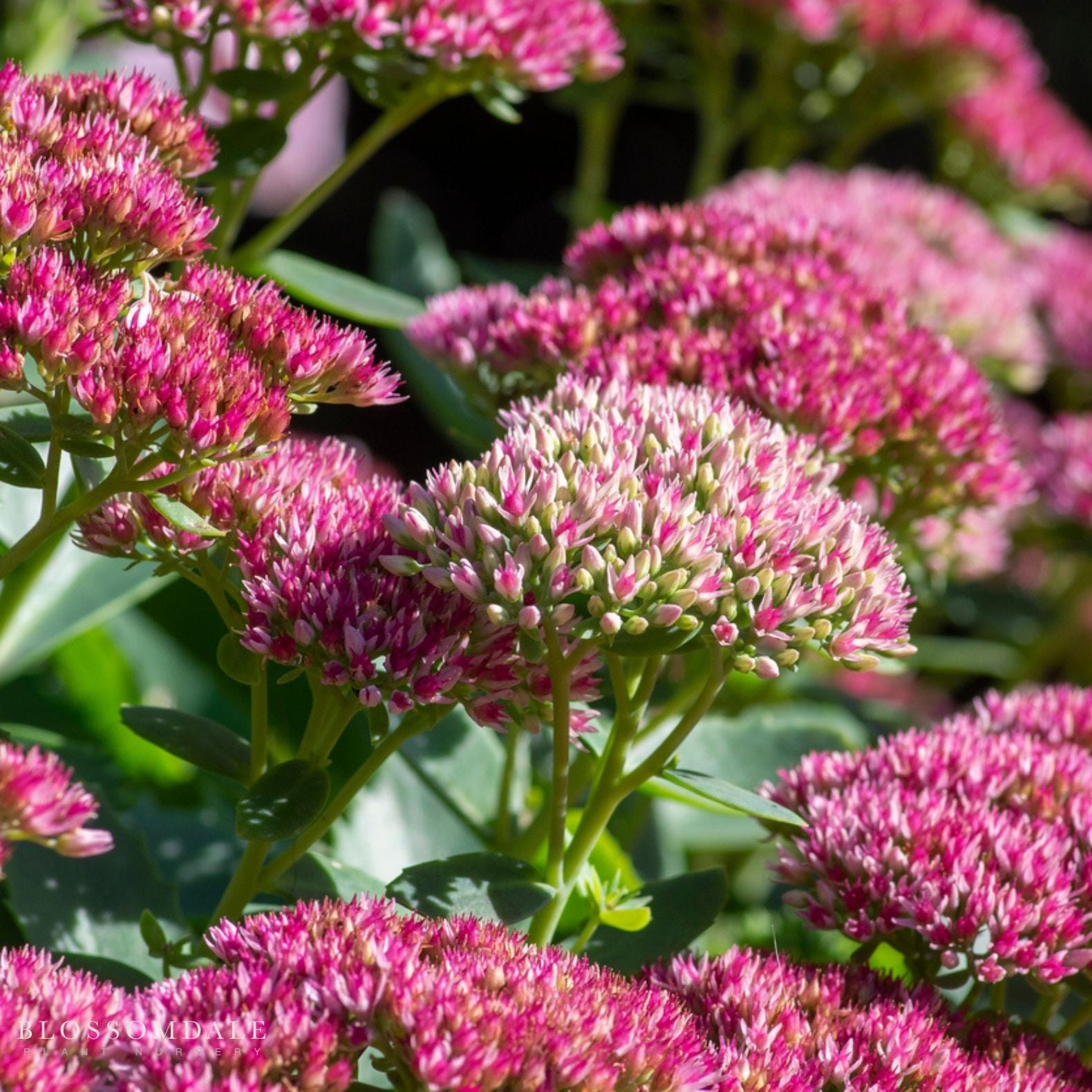 Sedum 'Autumn Joy'
