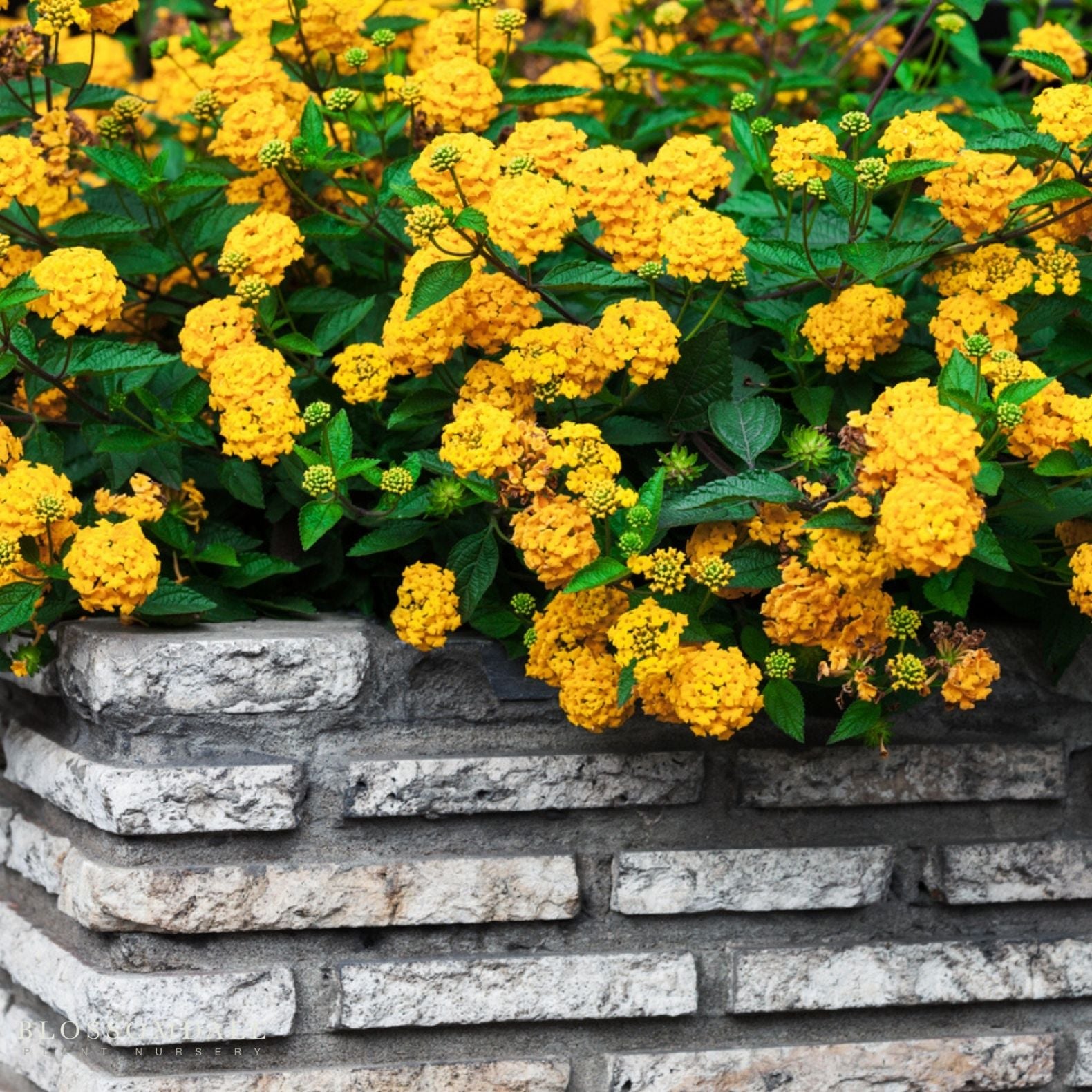 Lantana 'New Gold'