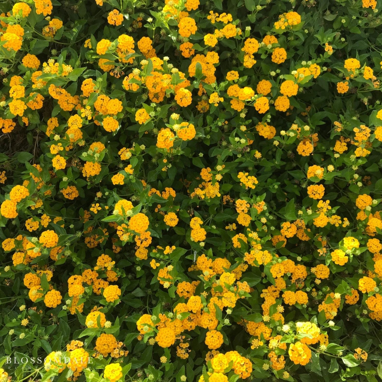 Lantana 'New Gold'