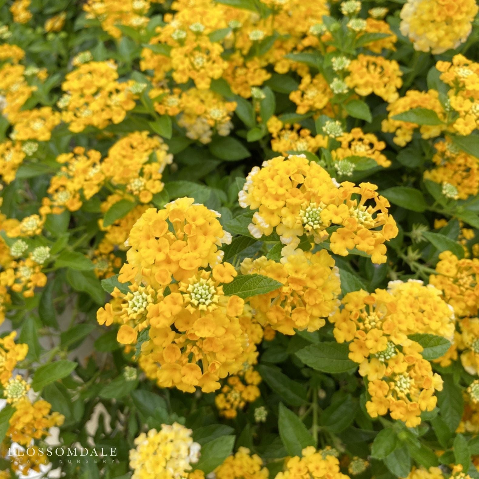Lantana 'New Gold'