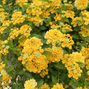 Lantana 'New Gold'
