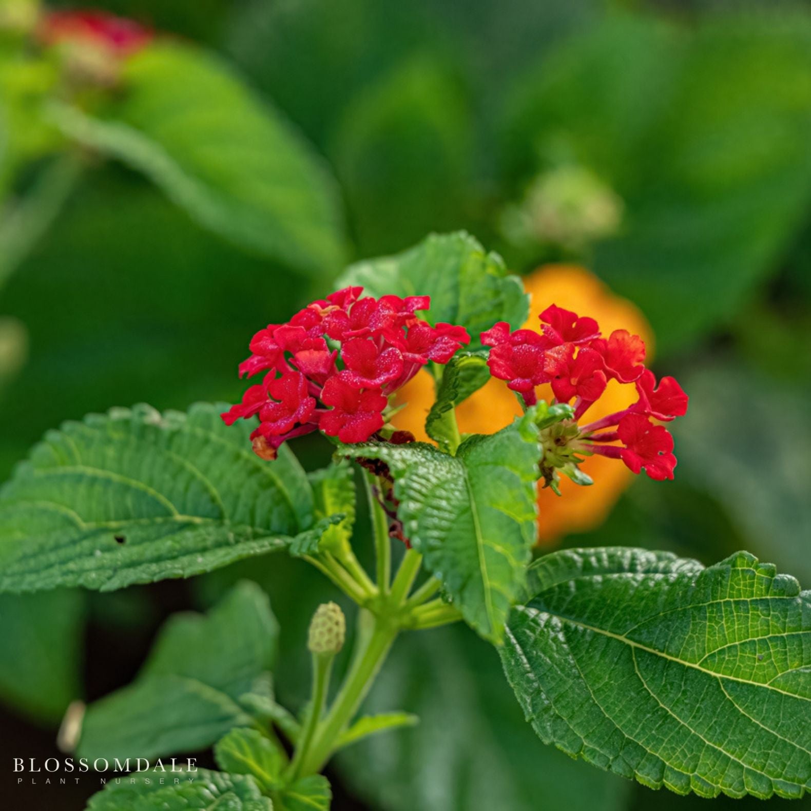 Lantana 'Dallas Red'