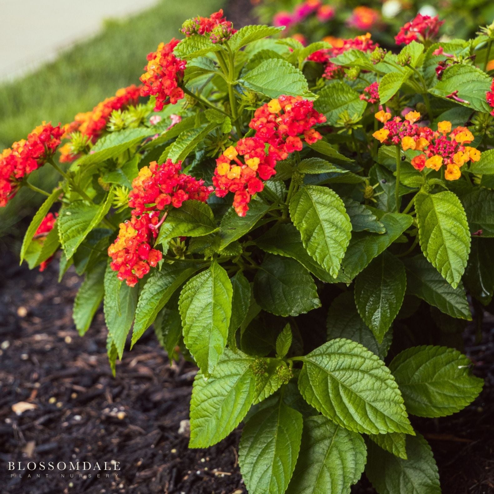 Lantana 'Dallas Red'