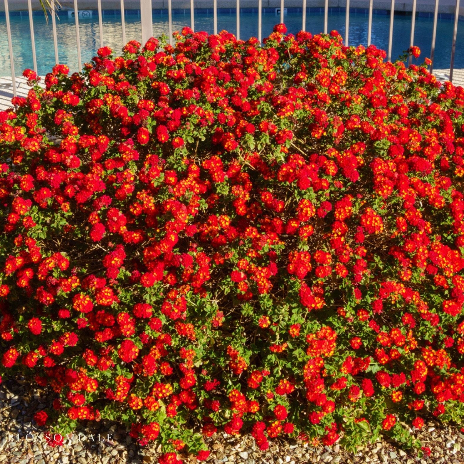 Lantana 'Dallas Red'